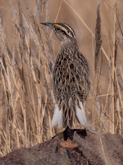 Sturnella magna lilianae