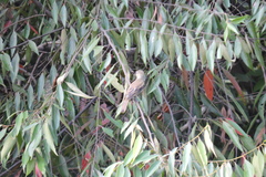 Pachyramphus