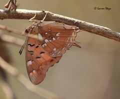 Charaxes jahlusa argynnides