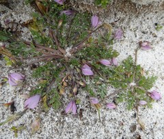 Hypecoum leptocarpum