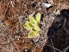 Meconopsis paniculata