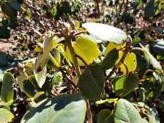 Rhododendron thomsonii