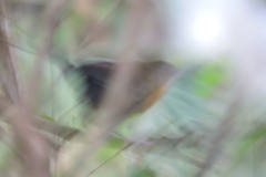 Myrmophylax atrothorax