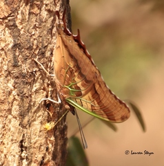 Charaxes candiope
