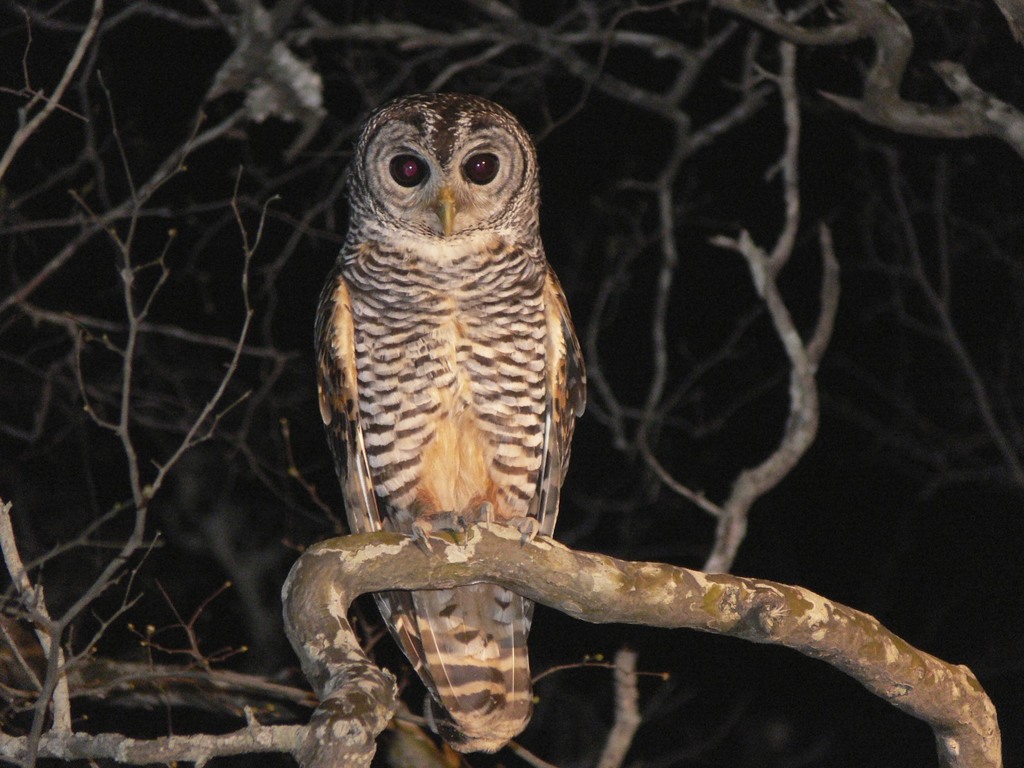 Chaco Owl photo