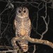 Chaco Owl - Photo (c) Michelle Martin, some rights reserved (CC BY-NC), uploaded by Michelle Martin