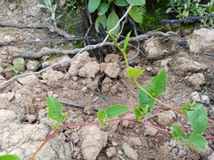 Muehlenbeckia tamnifolia