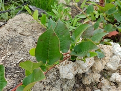 Muehlenbeckia tamnifolia