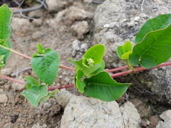Muehlenbeckia tamnifolia