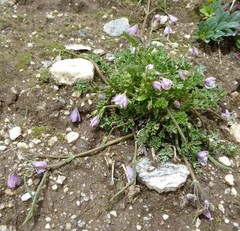 Hypecoum leptocarpum