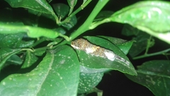 Heraclides homothoas