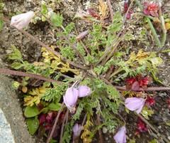 Hypecoum leptocarpum