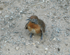 Pheugopedius rutilus