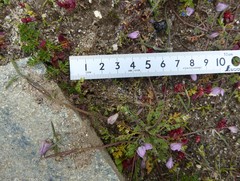 Hypecoum leptocarpum