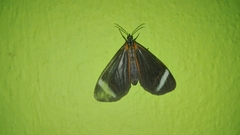 Hyalurga vinosa