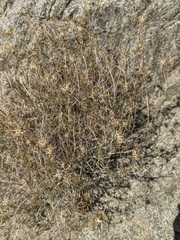 Pleurocoronis pluriseta