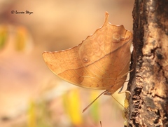Charaxes varanes vologeses
