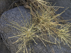 Baccharis brachyphylla