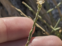 Baccharis brachyphylla