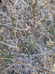 Pleurocoronis pluriseta