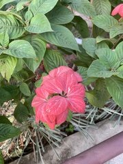 Mussaenda philippica