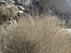 Baccharis brachyphylla