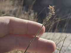 Baccharis brachyphylla