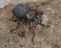 Brachycerus congestus