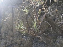 Pleurocoronis pluriseta