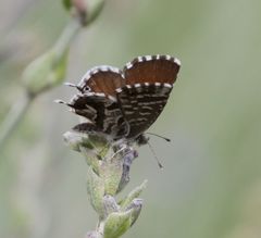 Cacyreus marshalli