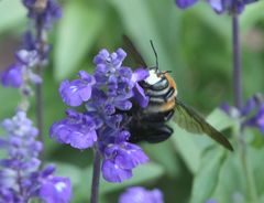 Xylocopa