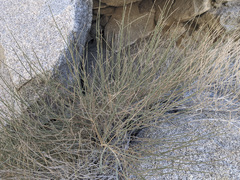 Baccharis brachyphylla