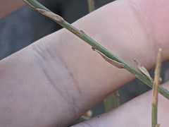 Baccharis brachyphylla