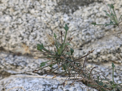 Pleurocoronis pluriseta