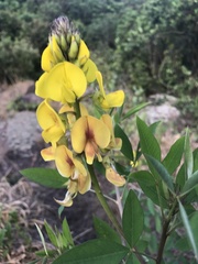 Crotalaria micans