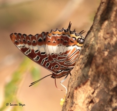 Charaxes brutus natalensis
