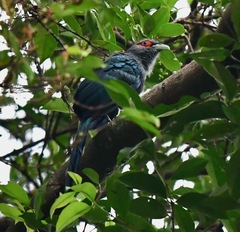 Phaenicophaeus sumatranus