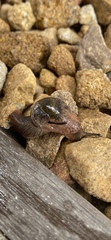Stanisicarion freycineti