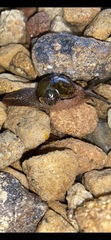 Stanisicarion freycineti