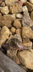 Stanisicarion freycineti