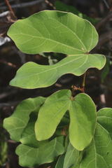 Bauhinia subrotundifolia