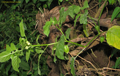 Physalis gracilis