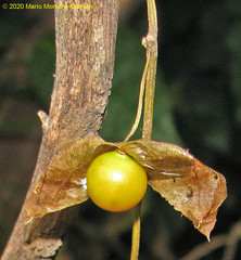 Physalis gracilis