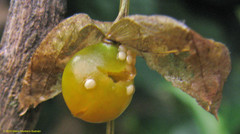 Physalis gracilis