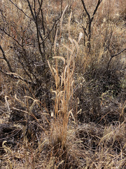 Elionurus barbiculmis