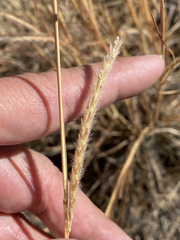 Elionurus barbiculmis