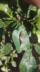 Heraclides homothoas