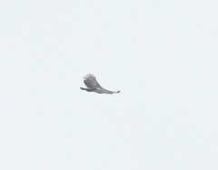 Nisaetus cirrhatus limnaeetus