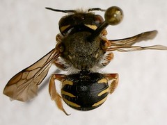 Anthidium oblongatum