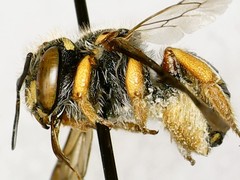 Anthidium oblongatum